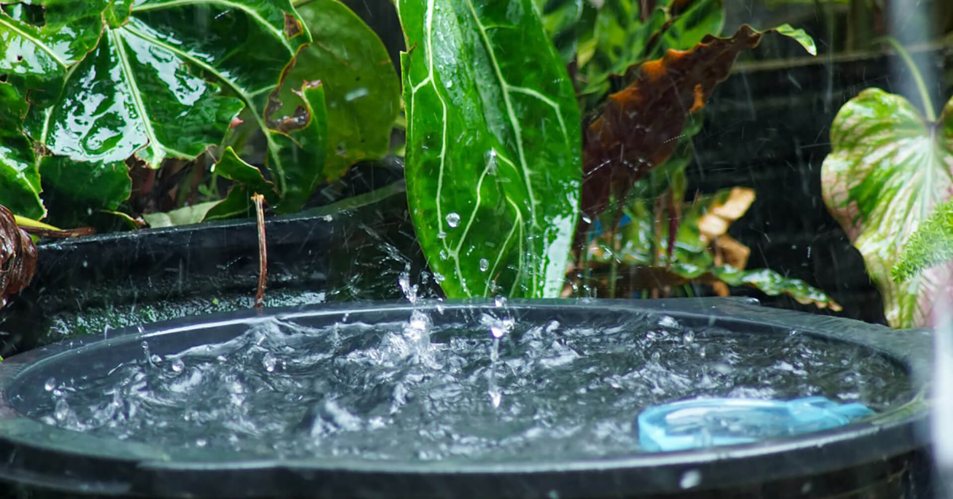 Bucket with water and plants under gray sky with falling raindrops